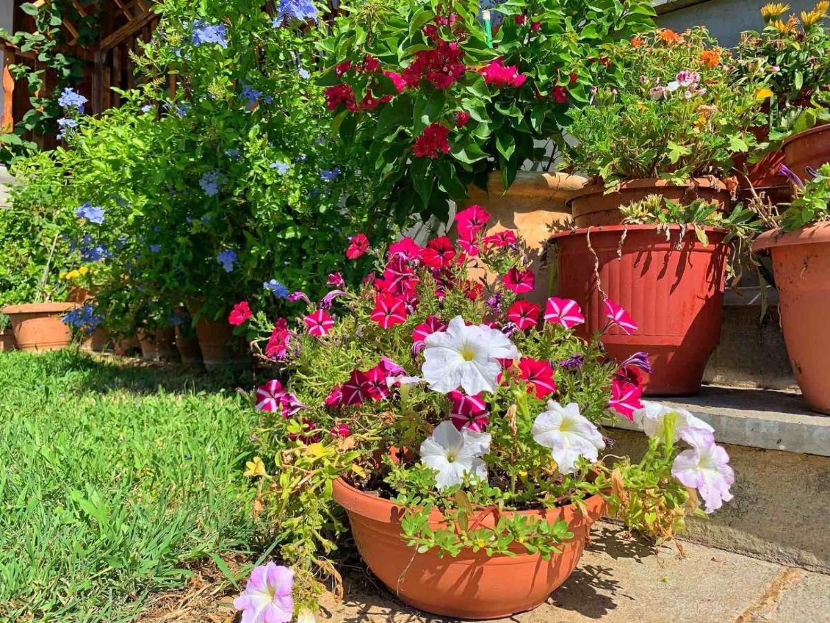 Ivonnis Garden
