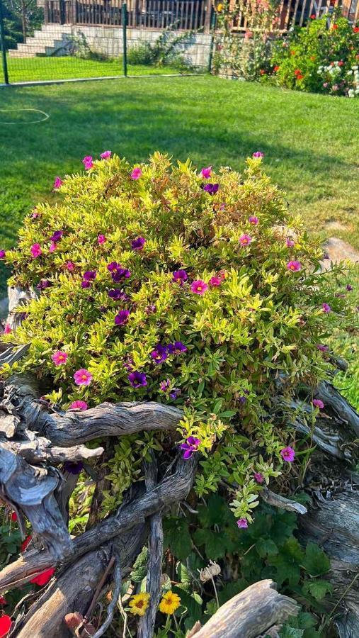 Ivonnis Garden * Mesimvria (Evros)