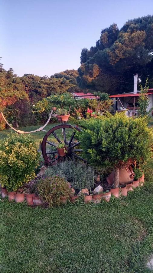 Ivonnis Garden